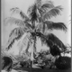 Illustration for article titled Coconut